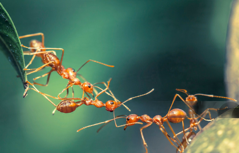 Merwel_Collaboration